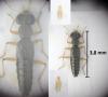 Stenus sp.
